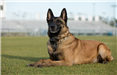 K9 Axle