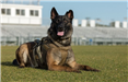 K9 Perseus